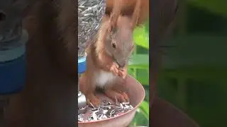 Futterstation f&uuml;r Eichh&ouml;rnchen