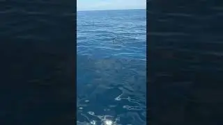 Mako Sharks on a fly rod! Episode coming soon! #fishing #fishingvideo #flyfisherman #flyfishing