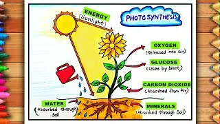 Proces of Photosynthesis Diagram Drawing | Photosynthesis Process of Plants Diagram Drawing