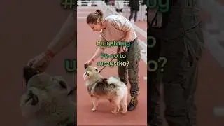 Wystawy ps&oacute;w &ndash; konkurs piękności czy coś więcej? 🐕✨