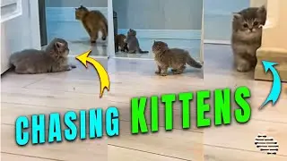 Two Kittens Chasing Each Other around as a Third One Jumps