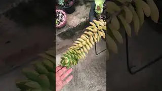 Primeiro v&iacute;deo das plantinhas do ano 🤗. #suculentas #plantinhas #succulent #jardimemcasa #quintal 