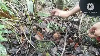 caçada de trabuco ñ rendeu