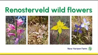 INDIGENOUS WILD FLOWERS, WESTERN CAPE SOUTH AFRICA