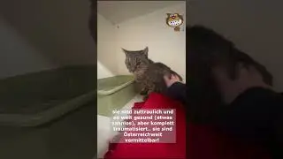 ABSOLUTER NOTFALL ! bitte teilen! MAUKI & MOON suchen DRINGEND ein neues Zuhause ! Katzensenioren!
