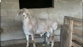 Бооз койлор кимде болсо байланышкыла🐑🐏🐑🐏#ош #кыргызстан 