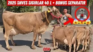 Shves Sigirlar 40 L + Paqir Teshar Bugun Jangda 🎯🔥🔥🔥