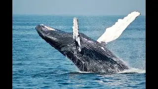 Stranded Humpback Whale!! #Shorts