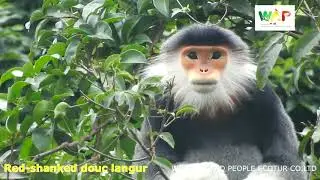 Red shanked douc || Top 1 primate in Asia| Most corlorful monkeys in Asia || Pygathrix nemaeus