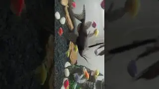 Upside down Catfish | Swimming | Community Tank |