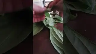 Indian  betel leaves   for sale