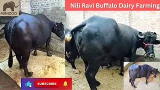 Avoid these mistakes in Nili Buffalo Dairy Farming | Nili Ravi Buffalo