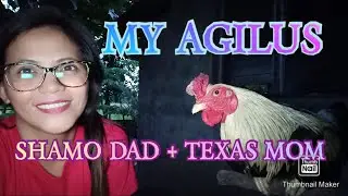 PAHAPYAW | SHAMO CROSS TEXAS | AGILUS | book keeping