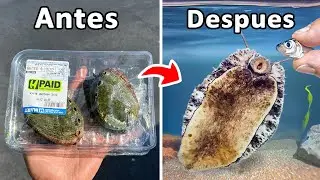 Crié un Abulón de Supermercado como Mascota