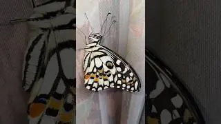 butterfly is on my door curtain #shortsvideo #butterfly #nature #butterflies #lovesong #lovemusic