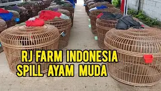 🔴Spill Jagoan Muda Koleksi RJ Farm Indonesia