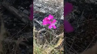 #flower #blume #куколь #полевойцветок #дикаягвоздика #агростемма #agrostemma