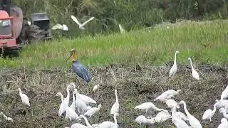 Cattle Egret, Lesser Adjutant, Purple Heron, Intermediate Egret