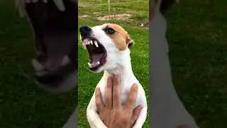 Angry Jack Russell