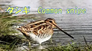 野鳥　タシギ（田鴫）　2022年1月15日
