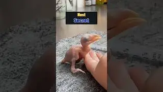 Hatching Abandoned Eggs Had a Surprise Ending