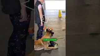 THE BEST BODYGUARD IN THE WORLD! #animals #animalshorts #amazing
