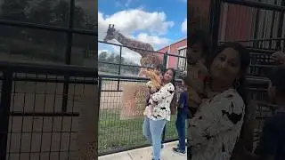 ఇంత దెగ్గర్లో chudatam idhe first #shorts #animals #usateluguvlogs #trending