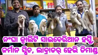 Excellent Quality Siberian Husky, German Spitz and Lowest Price Labrador Retriever available Odisha
