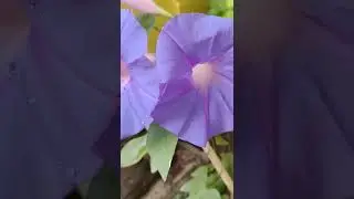 Morning glory with their vivid colours. #shorts #trendingshorts #flowers #garden #plantcare #flower