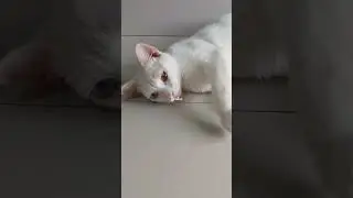 mata belang