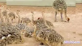 OSTRICHES, СТРАУСЫ😉, 🐦🐦🐦 bird adventure, птичьи ЯСЛИ приключения СТРАУСЫ