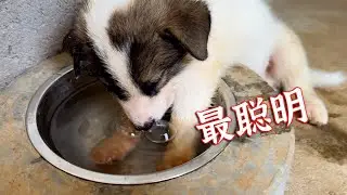 聪明的狗，早已学会了主动降温