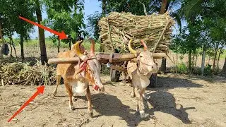 Ox Cart Heavy load Stuck | Bullock cart Video | #FarmerKingVillage