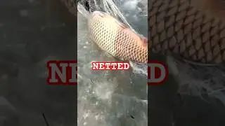 Big Fish Pulled Through Ice Using a Net 😮❄️🐟 #shorts #shortsfeed #viralshorts