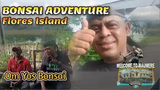 Bonsai Adventure Flores Island - See The World Of Pemphis Acidula @therisingofroninbonsai