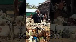 എഴുപതു ശതമാനം ഇറച്ചി കിട്ടുന്ന  രാജസ്ഥാൻ ആടുകൾ മൂന്നൂറ്റി മുപ്പതു മുതൽ goat farm kerala malappuram