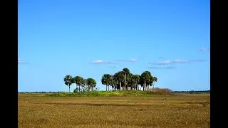 Native American Indian Mound on The St. Johns River Floodplain
