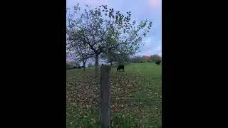 **🐄🐄** Rinder beim Spaziergang 2/2 ** 702