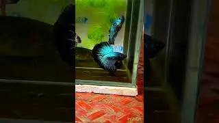 @bettacastle3662 Metalic Green and Copper Fancy Half-moon Bettas #bettas #halfmoon #bettafish