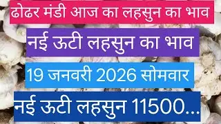 ढोढर मंडी आज का नई ऊटी लहसुन का भाव / Dhodhar Mandi Aaj Ka Nai Uti Lehsun Ka Bhav /  19 जनवरी 2026