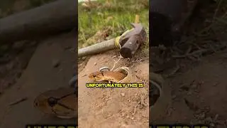 Ingenious snake trap: Hammer method without Thor&rsquo;s power #ingenioustrap #snaketrap #hammermethod