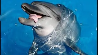 SUPER MIX.  A remake for the Dolphin&rsquo;s soul.