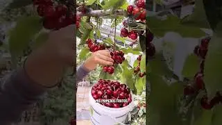 Lo usan hace miles de a&ntilde;os en Asia #mundo #plantas