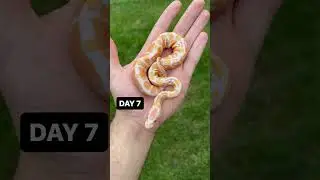 LAVENDER ALBINO BALL PYTHON COLOR PROGRESSION