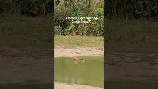 Long queues for Corbett safari & the #Tiger sighting #rare #wildlife #viral #trending Subscribe now