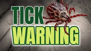 Deadly Paralysis Ticks: Protect Your Pet This Season