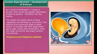 Ch 9 - Reproduction in Animals | Human Reproduction Development of Embryo