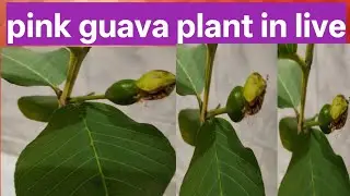 Green Root 🌱 By Rekha is live#guava plant#pink guava#gardening tips