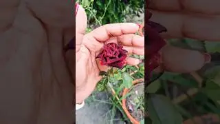 Abra ka Dabra: Rose in Full Bloom