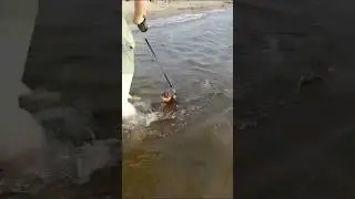 Первый заплыв у Моти этим летом🏖️ #chihuahua #dog #swimming #summer #beach